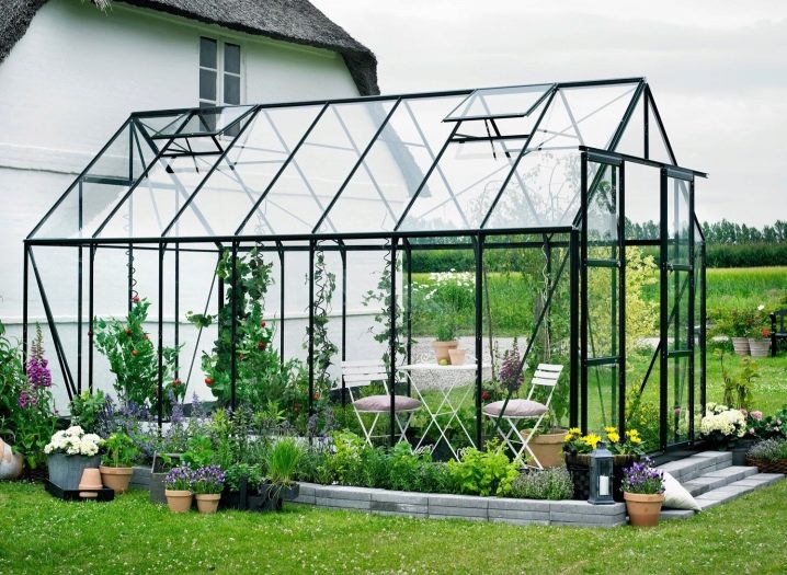 Planting cucumbers in a greenhouse
