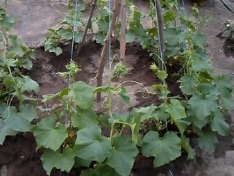At what distance to plant cucumbers in a greenhouse and greenhouse?
