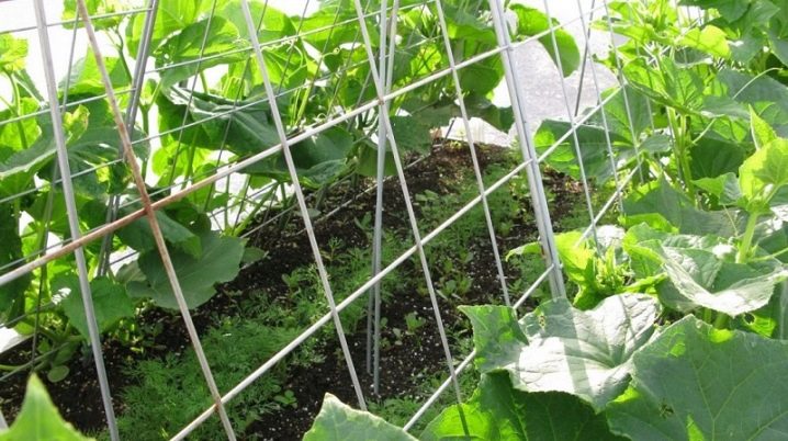 At what distance to plant cucumbers in a greenhouse and greenhouse?