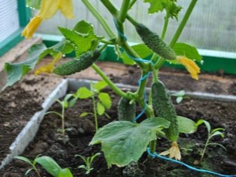 På vilket avstånd att plantera gurkor i ett växthus och växthus?