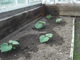 A wace nisa don dasa cucumbers a cikin greenhouse da greenhouse?