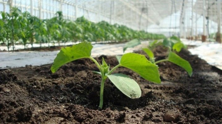 På hvilken avstand å plante agurker i et drivhus og drivhus?