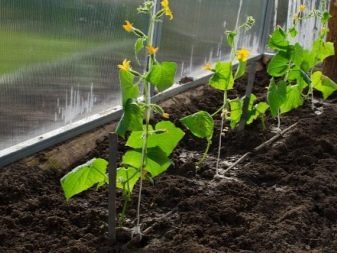 Σε ποια απόσταση να φυτέψετε αγγούρια σε θερμοκήπιο και θερμοκήπιο;