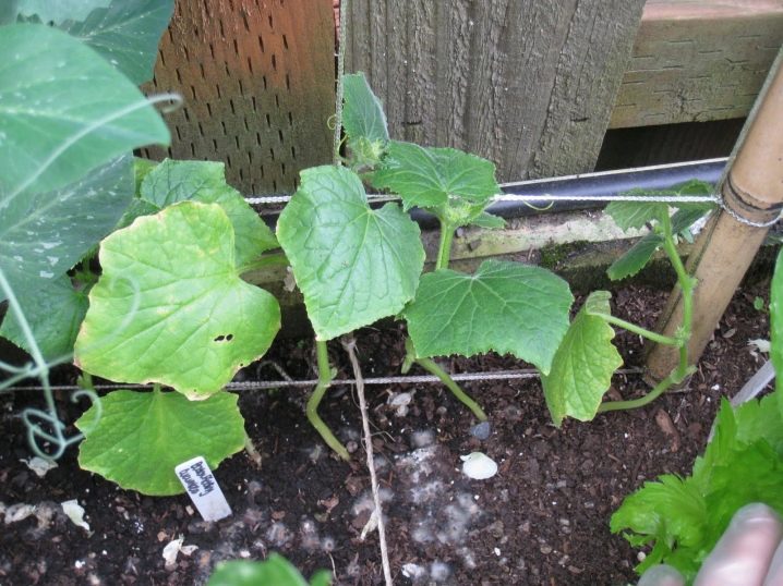 Yaya za a daure cucumbers a cikin greenhouse da greenhouse?