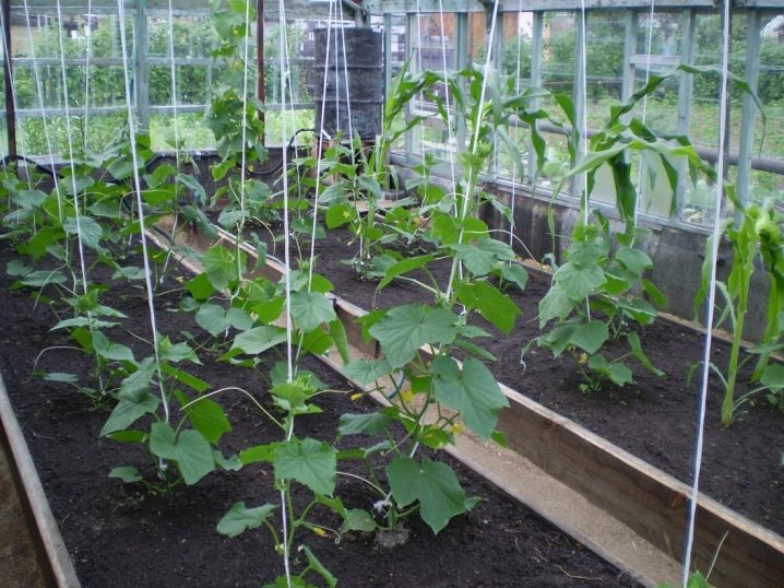Hur kan jag binda upp gurkor i ett växthus och växthus?