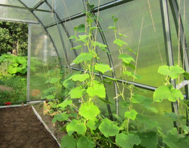 Ako môžem viazať uhorky v skleníku a skleníku?