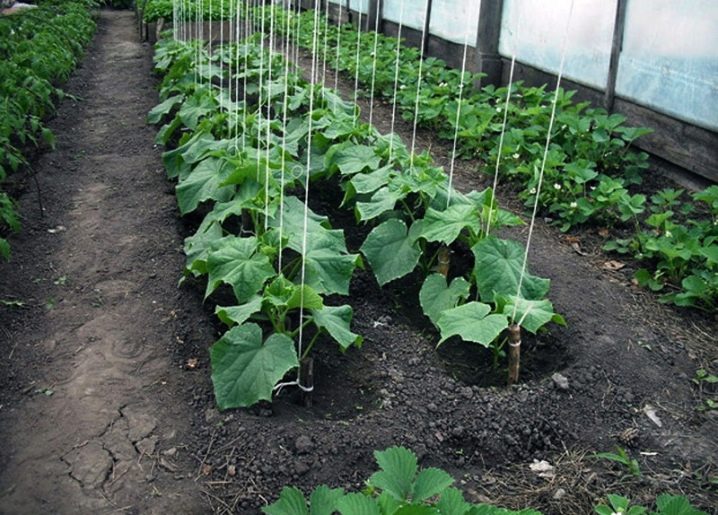 How can I tie up cucumbers in a greenhouse and greenhouse?