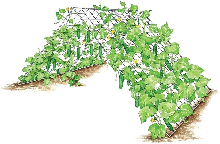 Hvordan kan jeg binde opp agurker i et drivhus og drivhus?