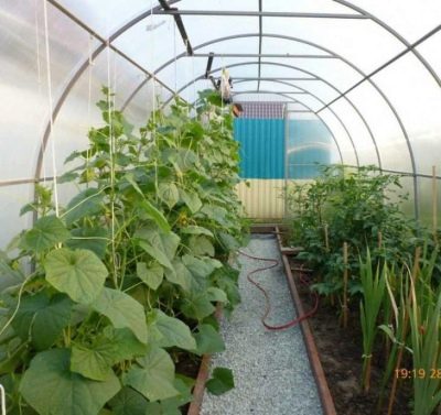 How can I tie up cucumbers in a greenhouse and greenhouse?