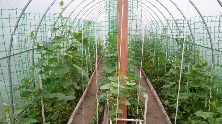 Yaya za a daure cucumbers a cikin greenhouse da greenhouse?