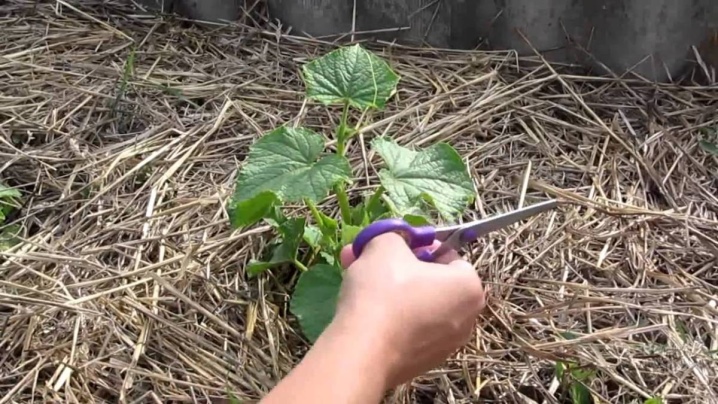 Hvordan klype agurker i et drivhus?