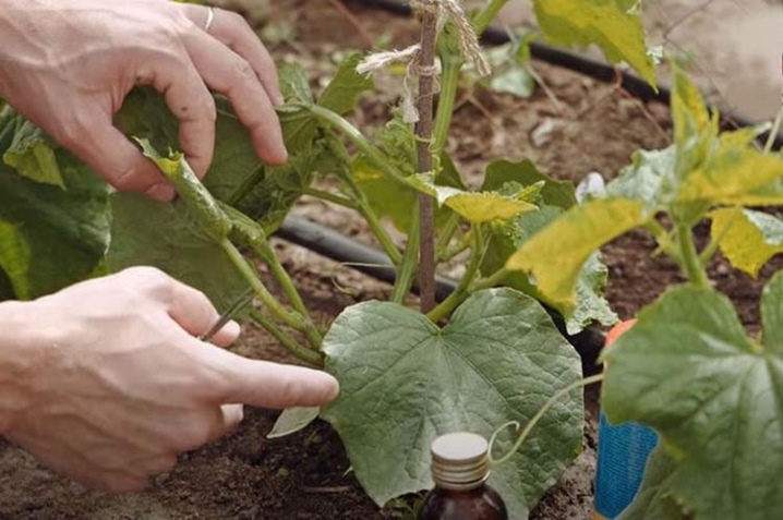 Hvordan klype agurker i et drivhus?