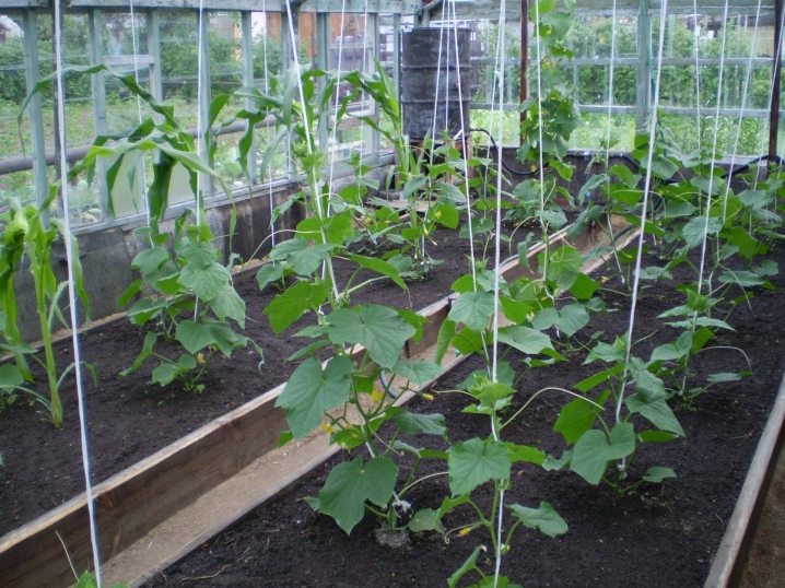 Yadda za a shuka cucumbers a cikin greenhouse?