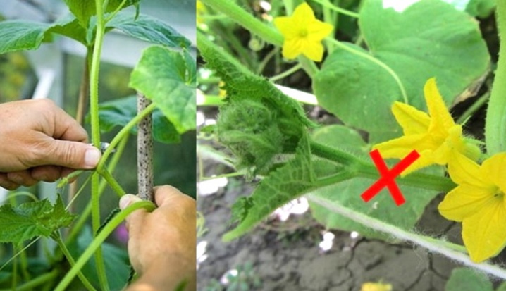 How to pinch cucumbers in a greenhouse?