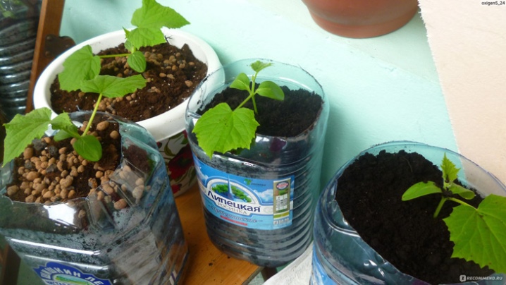 Características del cultivo de pepinos en botellas de 5 litros.