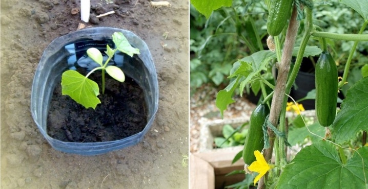 Funktioner för att odla gurkor i 5-liters flaskor