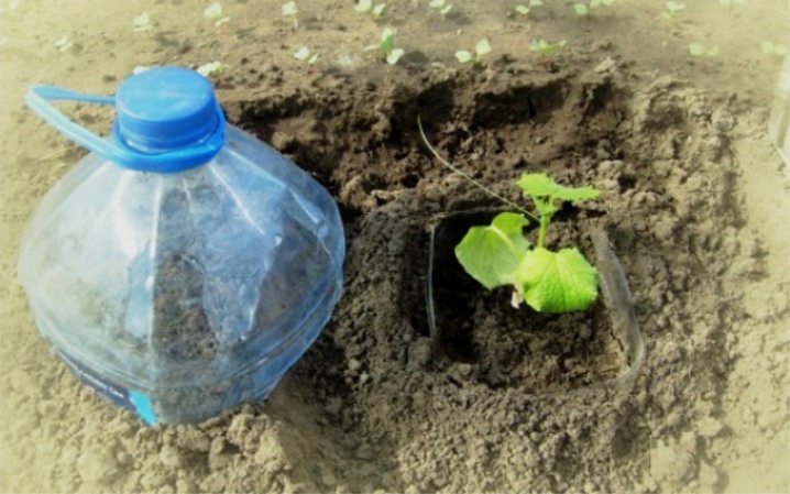 Características del cultivo de pepinos en botellas de 5 litros.