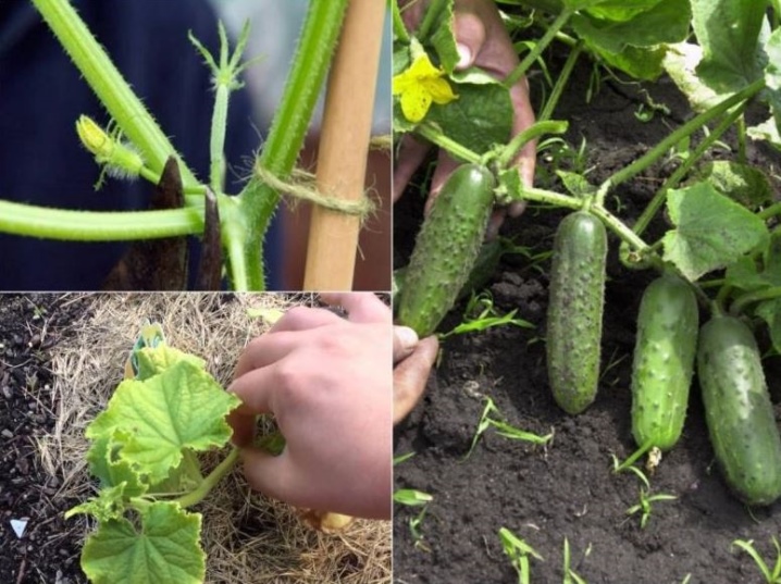 How to pinch cucumbers?