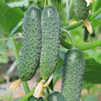How to pinch cucumbers?