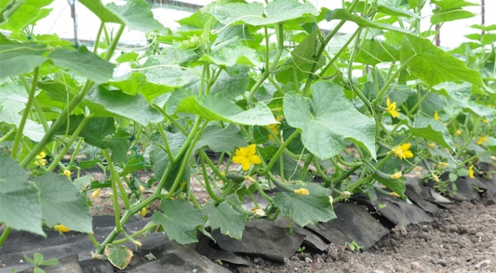 How to form cucumbers?