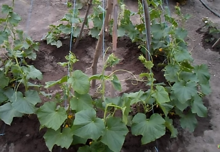 ¿Cómo cultivar pepinos en espiga?