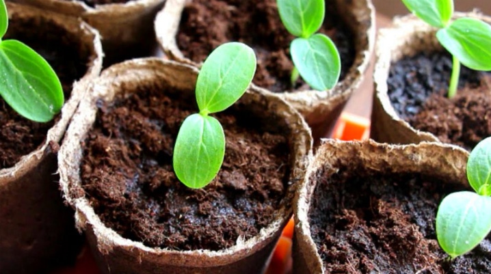 Como cultivar pepinos em espinha?