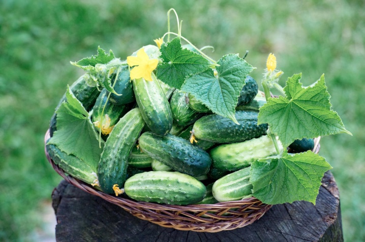 How to grow herringbone cucumbers?