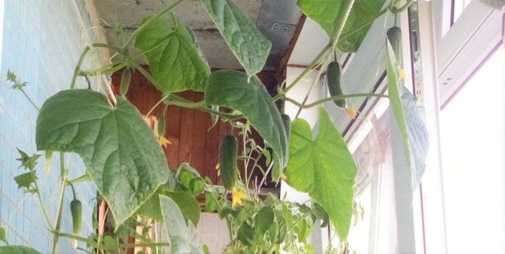 Do I need to cut off the mustache of cucumbers and how to do it?