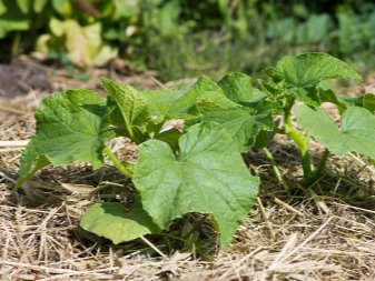 All about mulching cucumbers