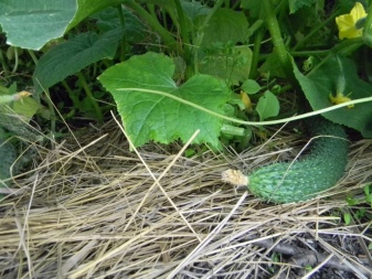 All about mulching cucumbers