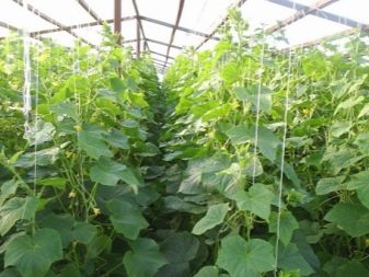 Cultivation of cucumbers in a greenhouse