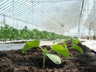 Odling av gurkor i ett växthus