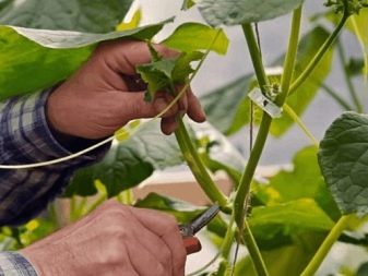 Coltivazione di cetrioli in serra