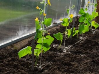 How and how to feed cucumbers in a greenhouse?