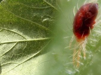 Vad ska man göra om gurkorna vissnar i växthuset?