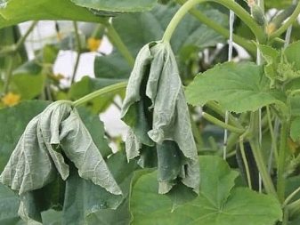 What to do if the cucumbers wither in the greenhouse?