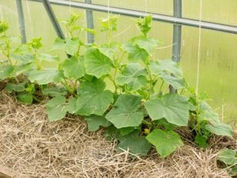 Vad ska man göra om gurkorna vissnar i växthuset?