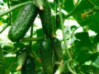 Menene za a yi idan cucumbers sun bushe a cikin greenhouse?