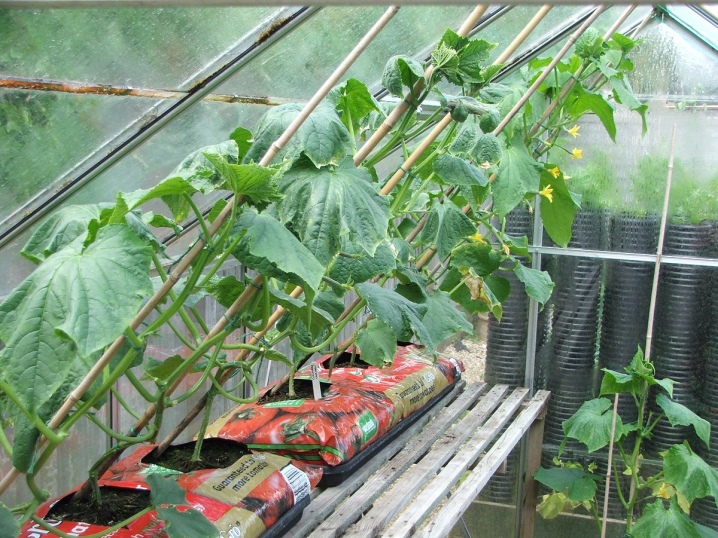 Duk game da yawan zafin jiki a cikin greenhouse don cucumbers