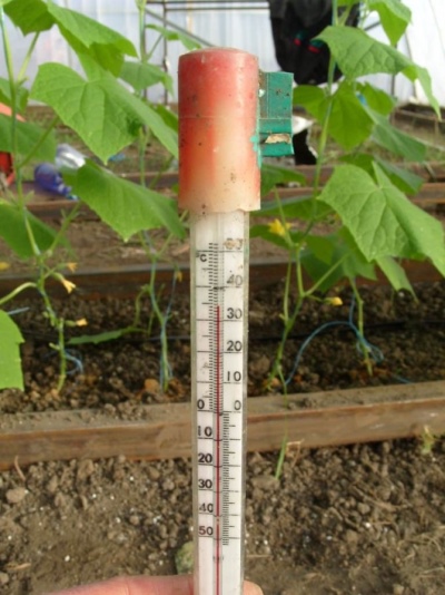 Alt om temperaturen i drivhuset for agurker