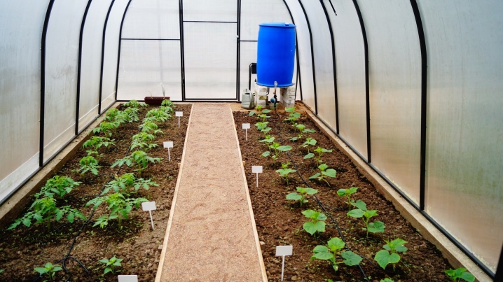 All about the temperature in the greenhouse for cucumbers