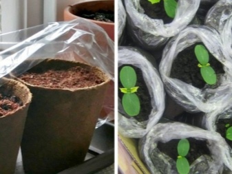 Odla gurkor i ett växthus