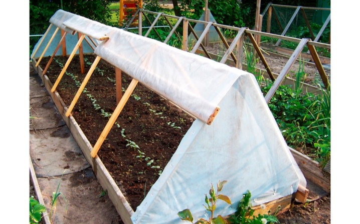 Cultivar pepinos en invernadero.