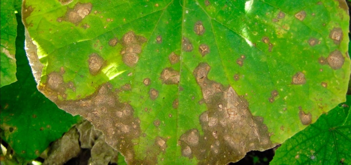 Uborka termesztése üvegházban