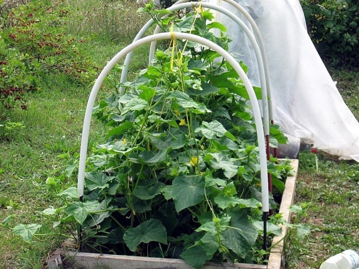 Shuka cucumbers a cikin greenhouse