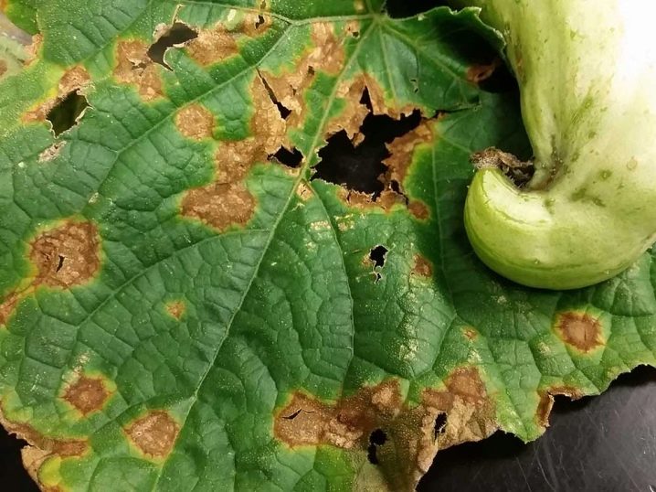 rust on cucumber leaves