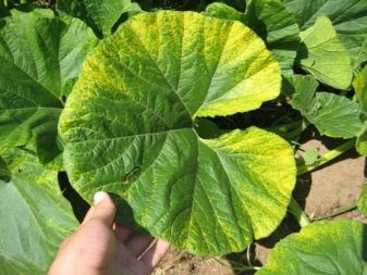 Why did chlorosis appear on cucumbers and how to treat it?