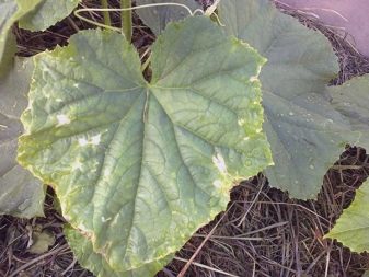 Why did chlorosis appear on cucumbers and how to treat it?