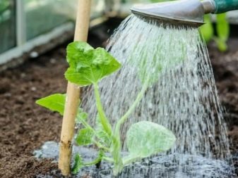 Hvorfor opstod chlorose på agurker, og hvordan man behandler det?