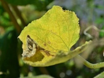 Miért jelent meg a klorózis az uborkán és hogyan kell kezelni?